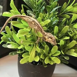 Gargoyle gecko hatched 3/2