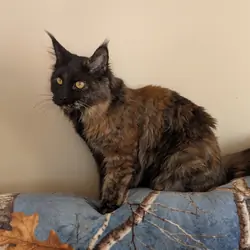 Maine Coon registered TICA upcomming litter