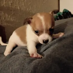Shih-tzu/Chihuahua male puppy