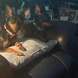 Miniature pinscher puppies