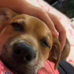 Jack Chi pupp