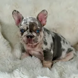 French bulldog puppies