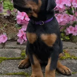 Female doberman puppies