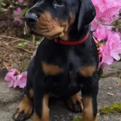 2 beautiful doberman puppies