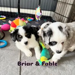 Mini Australian Shepherds