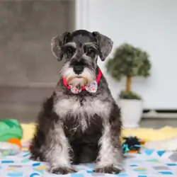 Female Miniature Schnauzer