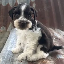 Mini schnauzer pups