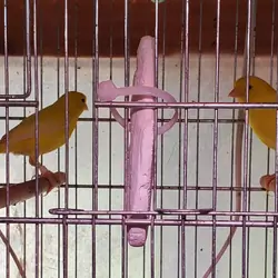 Yellow Canaries