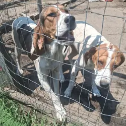 Free: 1 male 1 female pup