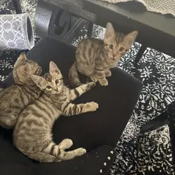 Savannah / Maine coon kittens