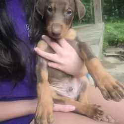 Doberman