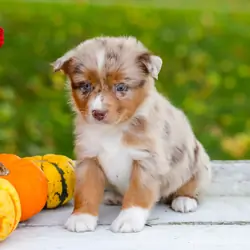 Mini Australian Shepherd
