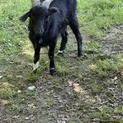 Nigerian Dwarf