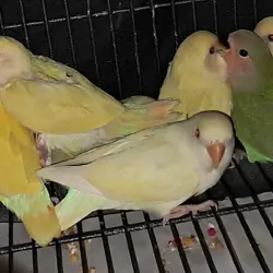 LOVEBIRDS