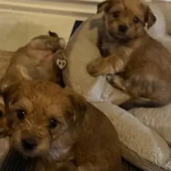 Shih Tzu/Maltese/Yorkie