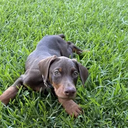 10 week Doberman Puppy