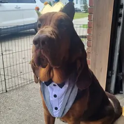 Bloodhound Male 5yo