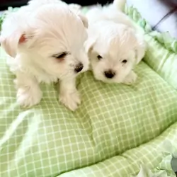 Adorable Quality AKC Maltese Puppies