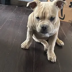 American bully