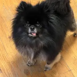 Pomeranian
