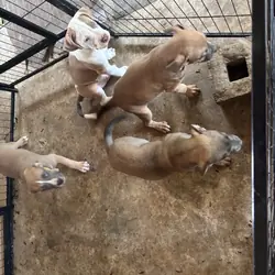 PUPPIES