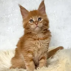 Maine Coon Kittens Available