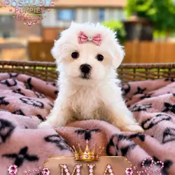 Maltese puppies