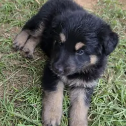 Akc German shepherd puppies