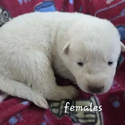 AKC German Shepherd Puppies