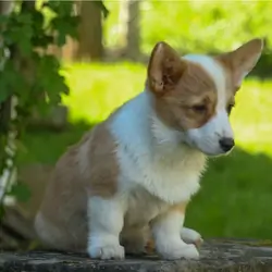 Meet Raya Our Sweet Corgi Girl