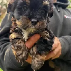 Rehoming female Yorkie poo pup