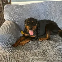 Rehoming for Mimi