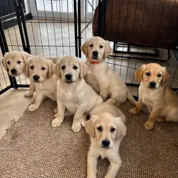 AKC Reg Golden Retriever puppies - Ready now!!!!