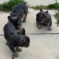 Top Quality French Bulldog Puppies