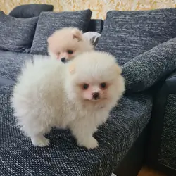 Pomeranian Puppies – Home Raised With Mum & Dad