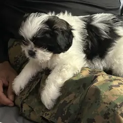 Shih Tzu
