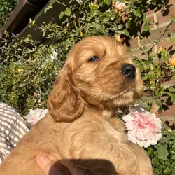 Golden retriever