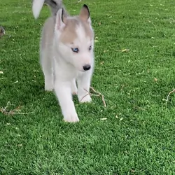 Beautiful Siberian Husky pup