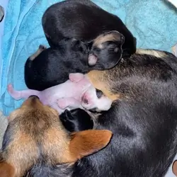 Chihuahua Puppies