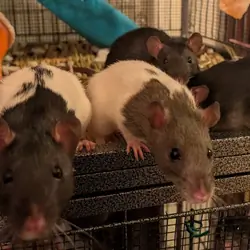 Young rats in pairs