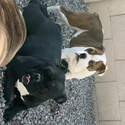 Olde English Bulldog Pup