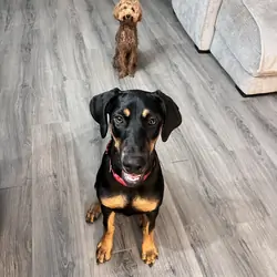 Doberman