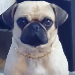 3 year old Female Pug CKC and DNA tested