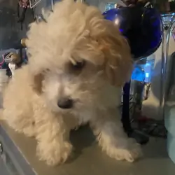 Toy Poodle male