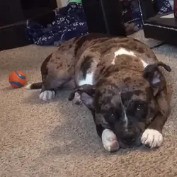 Puppy