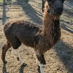 YOUNG MALE LLAMA