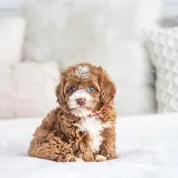 Cavapoo needs a home