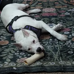Ham