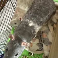 2 Male Rats