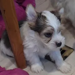 Yorkie